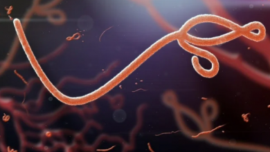 Virusi vya Ebola