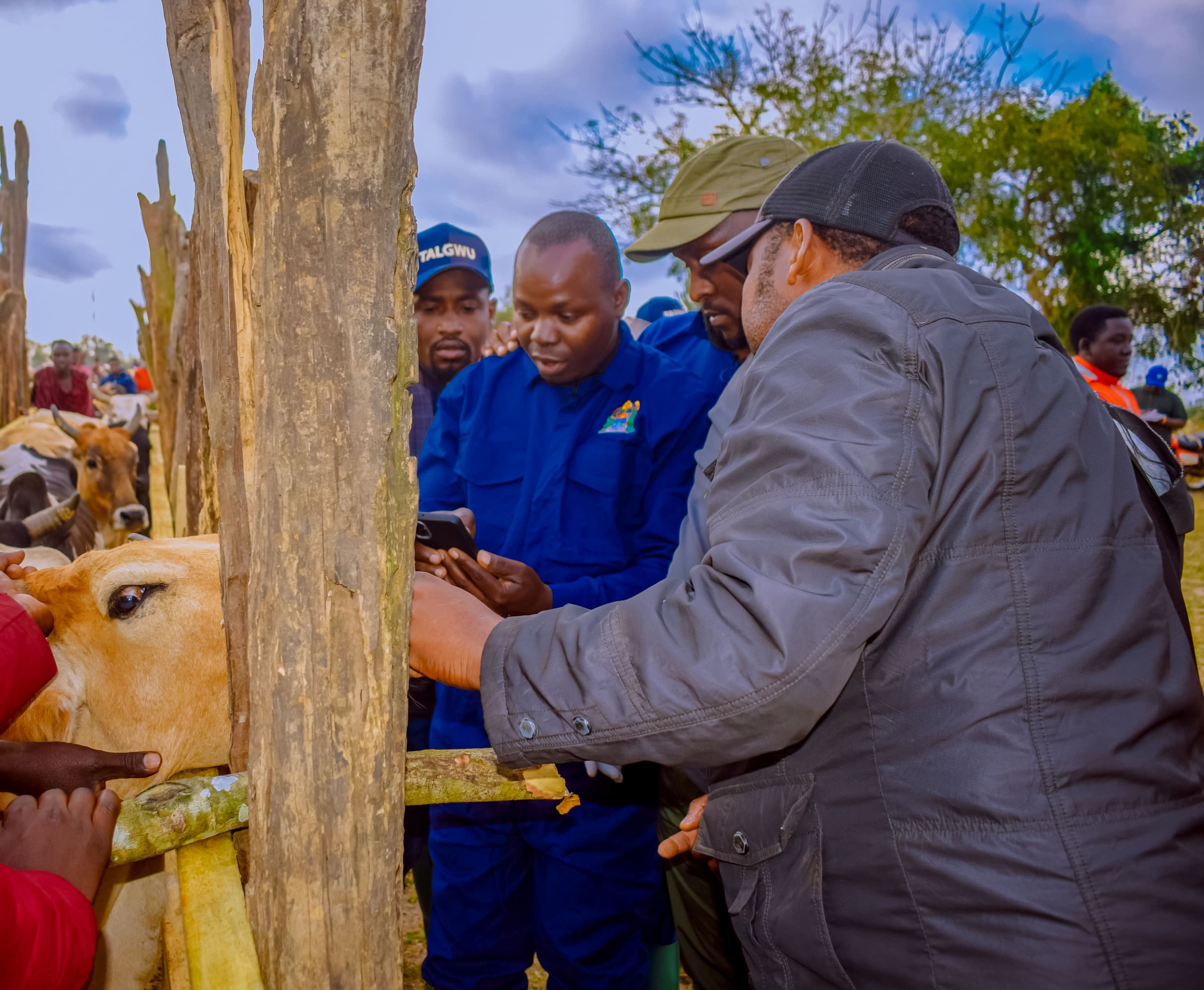 Mapango Handeni Mifugo 148,172 kuchanjwa Handeni - HabariLeo