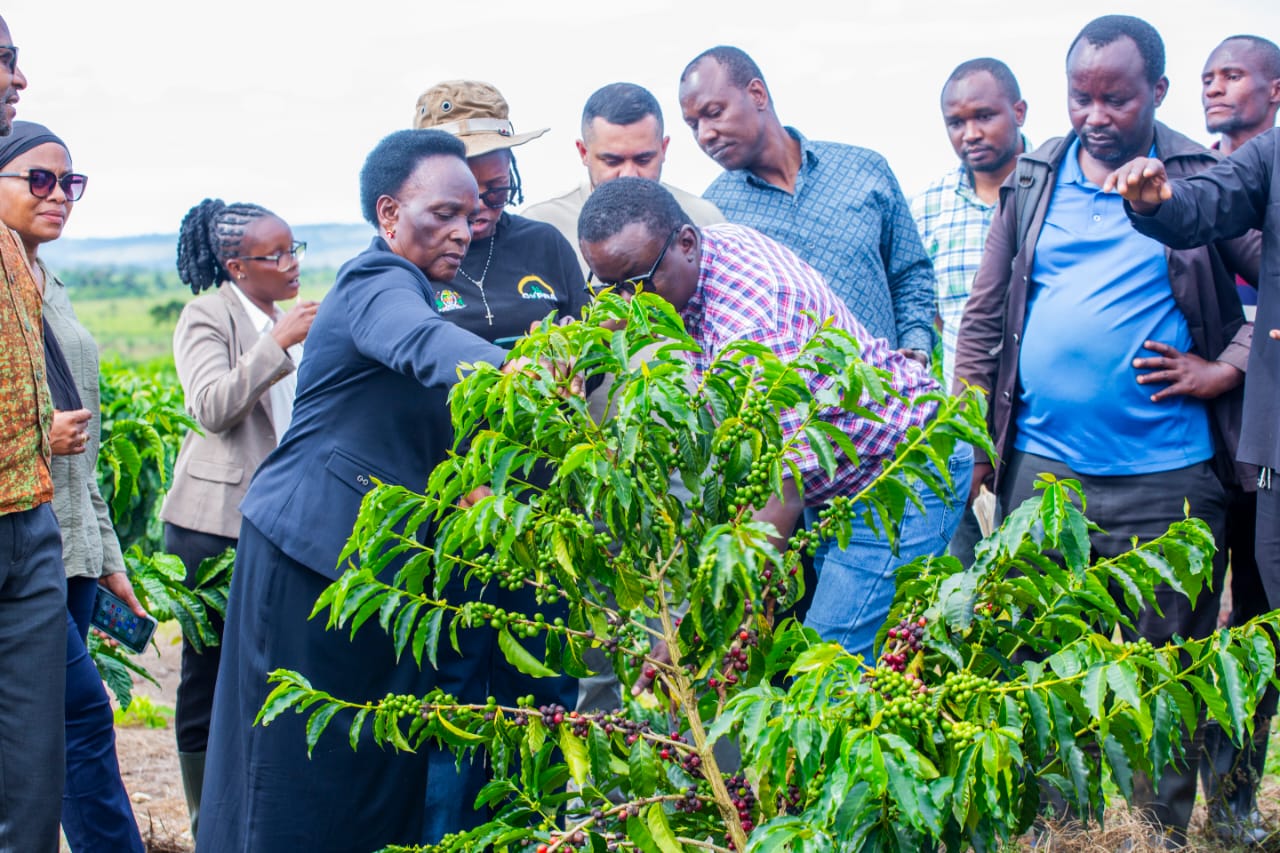 Bodi ya kahawa kuzalisha miche milioni 30 mwaka 2026/2027