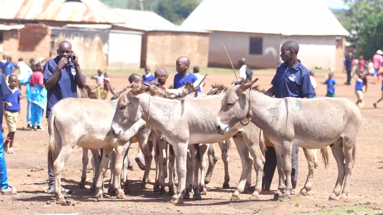 Serikali yakemea ufugaji holela wa punda mitaani