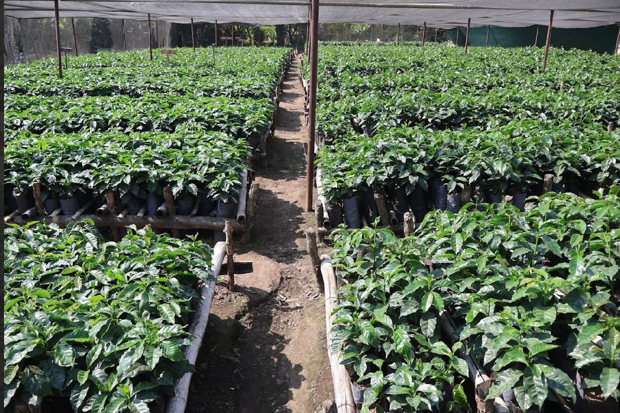 TISEZA yafuatilia maendeleo mradi wa kahawa Mbeya